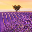 thumb_adimage1